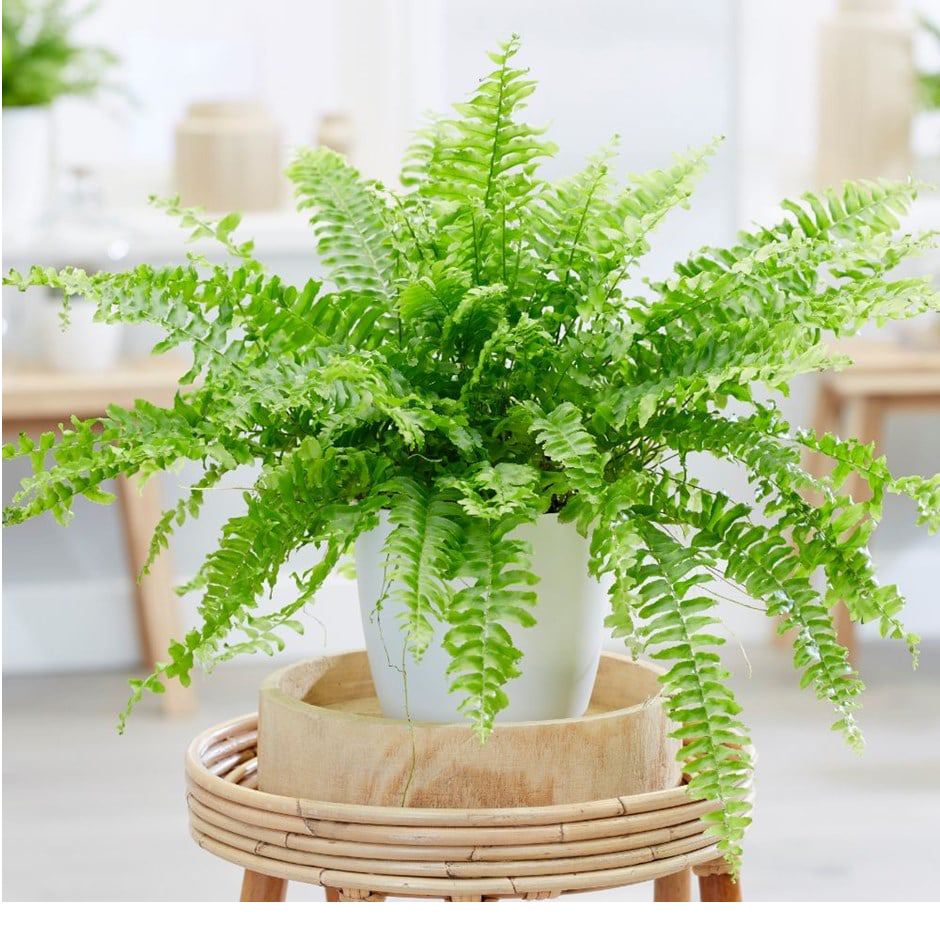 Boston-Fern-4