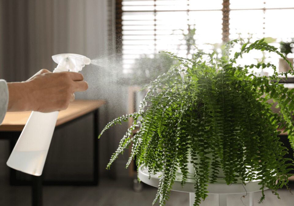 Watering-Indoor-Ferns-1024x672