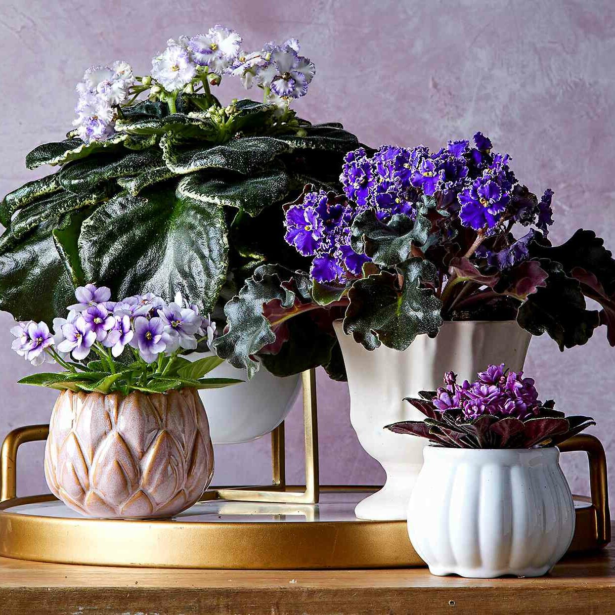 african-violets