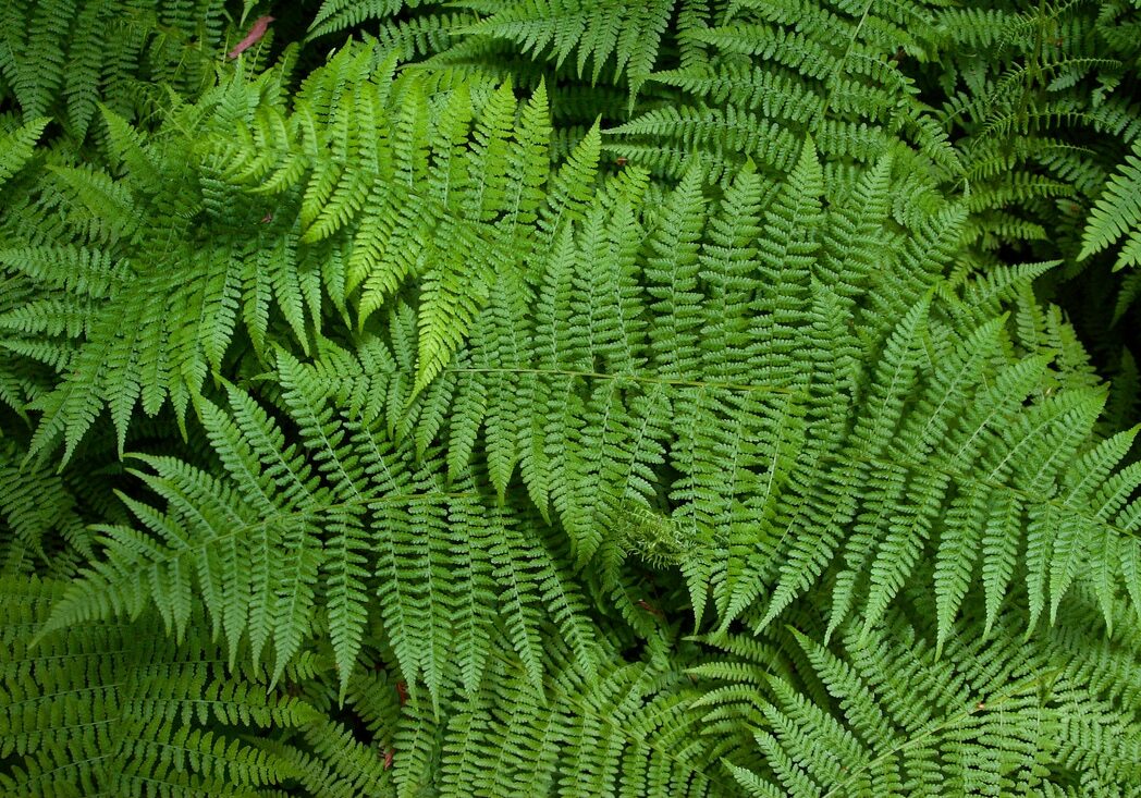 ferns