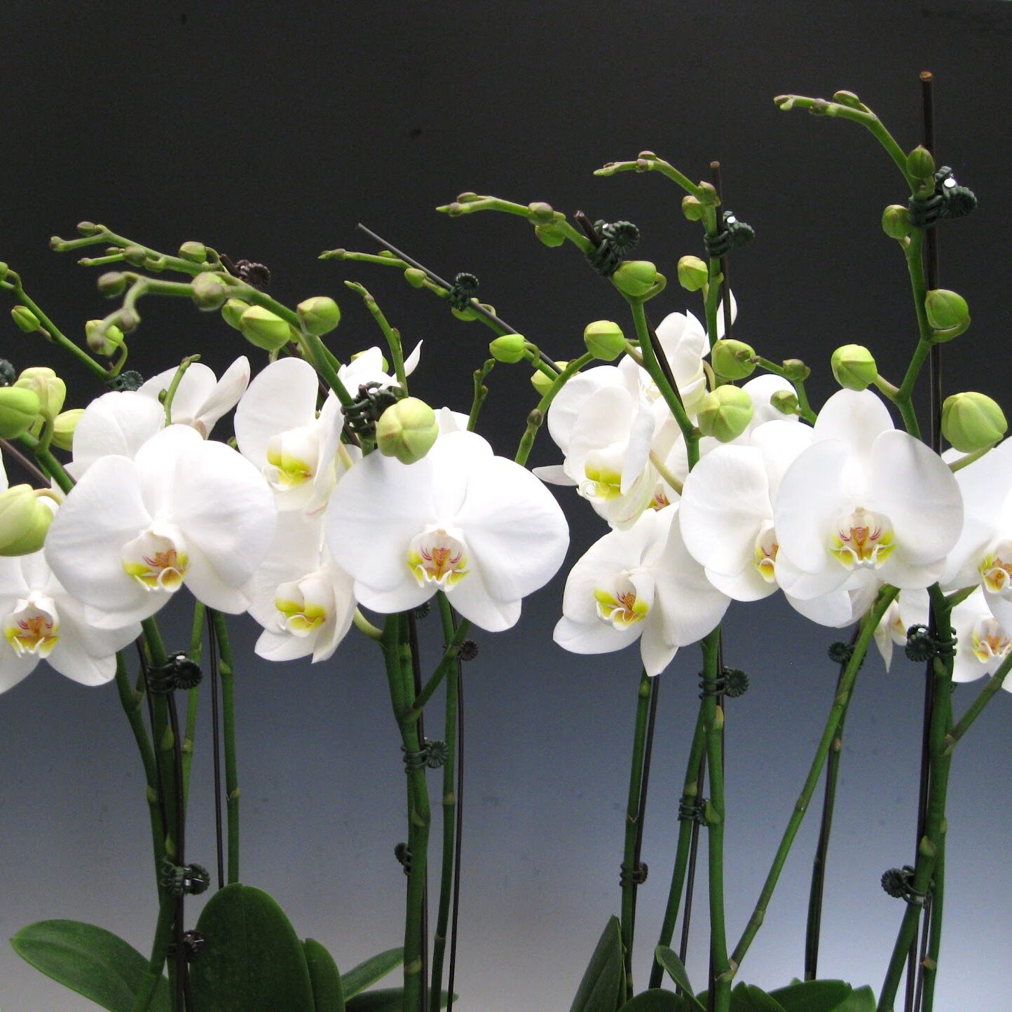 orchids_white phalaenopsis orchids 015